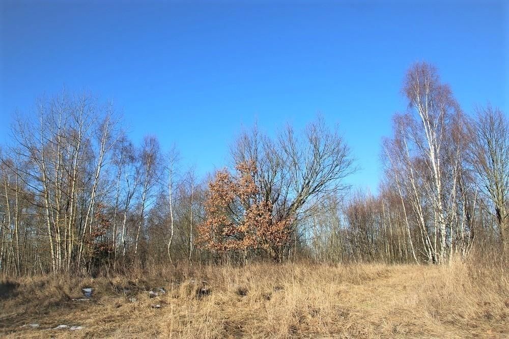 Ostatní, Dolejší Předměstí, Domažlice, 5 641 m²