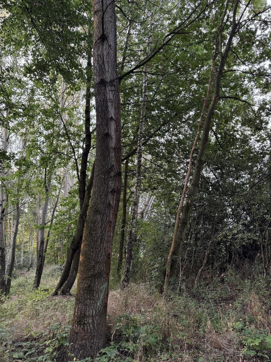 Prodej pozemek pro bydlení - Úštěk, 411 45