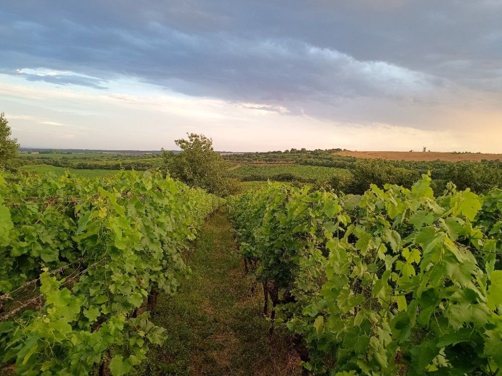 Pozemky pro bydlení, Mutěnice, 696 11