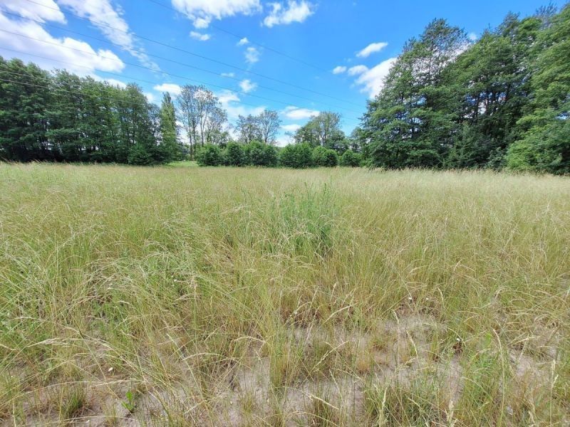 Prodej zemědělský pozemek - Lípa nad Orlicí, 2 460 m²