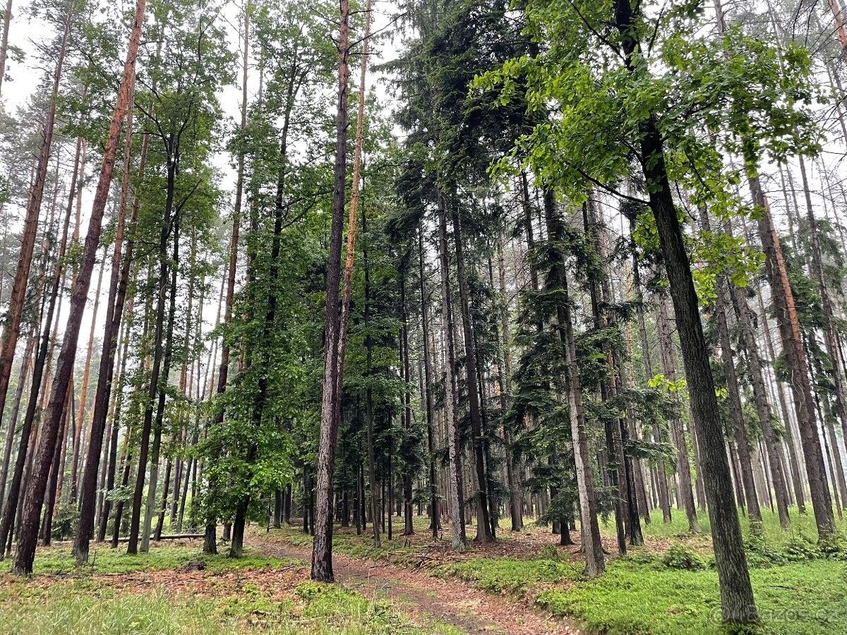 Lesy, Rosice u Brna, 665 01, 4 332 m²