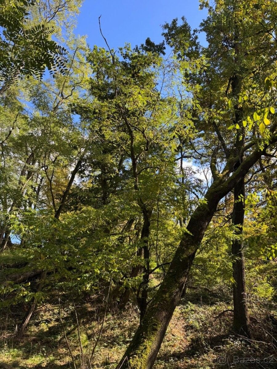 Pozemky pro bydlení, Chorušice, 277 37