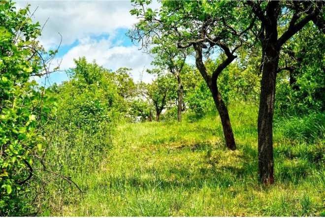 Prodej zahrada - Brno, 602 00