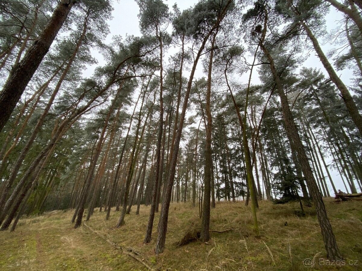 Lesy, Čistá u Rakovníka, 270 34, 1 297 m²