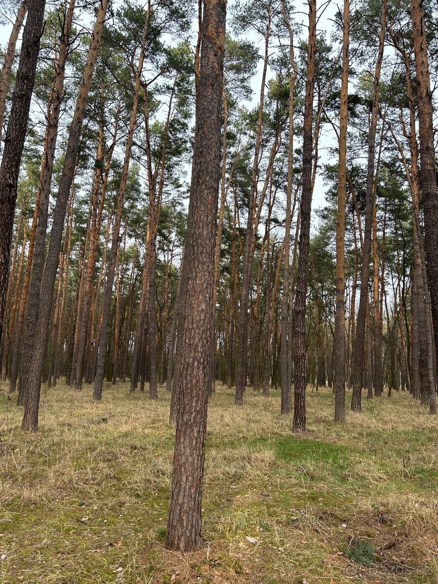 Lesy, Bzenec, 696 81, 7 421 m²