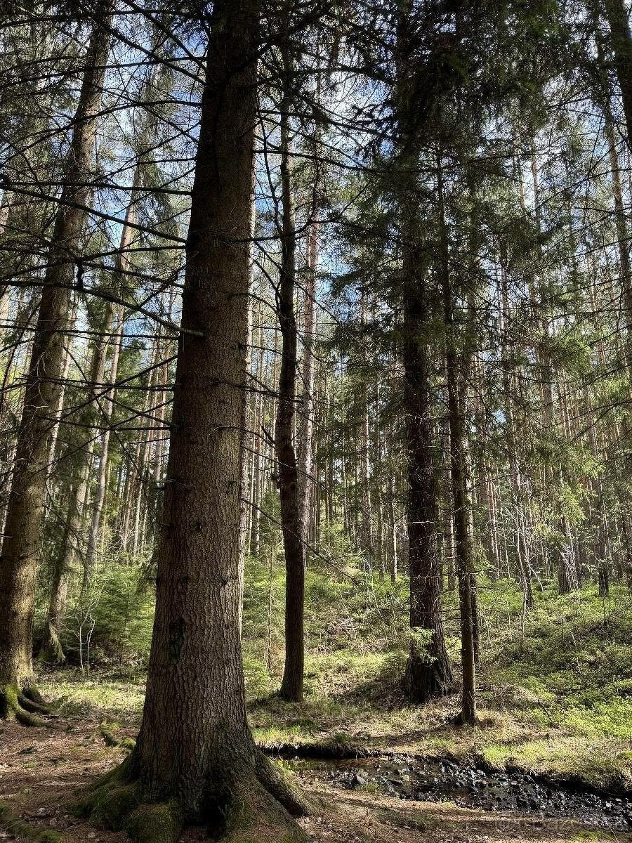 Lesy, Rožmitál pod Třemšínem, 262 42, 4 046 m²