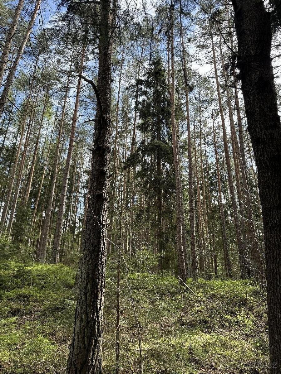 Prodej les - Rožmitál pod Třemšínem, 262 42, 4 046 m²