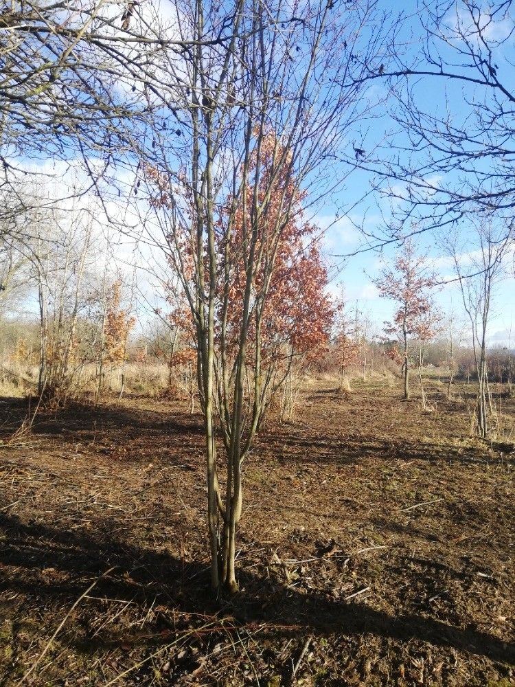 Zahrady, Cholina, 783 22