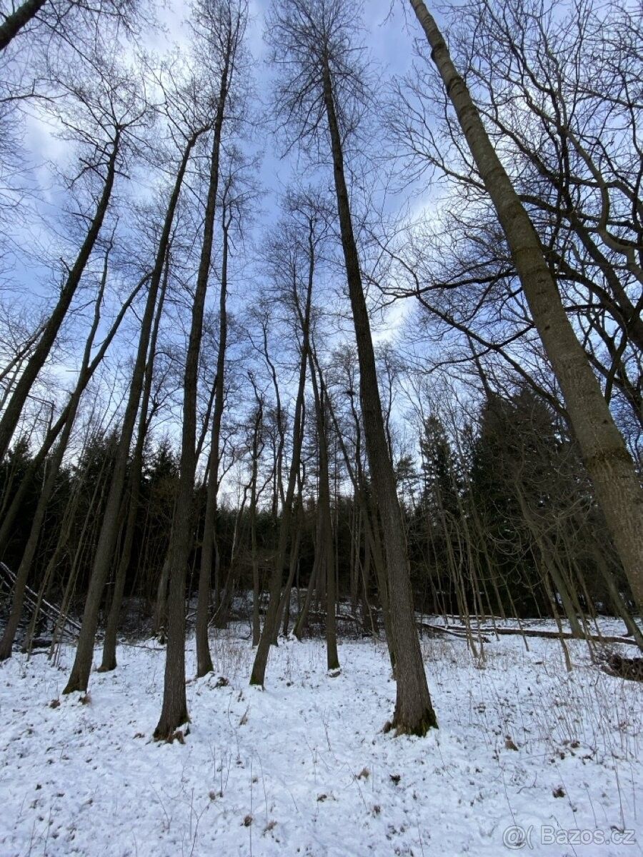 Pronájem les - Přelouč, 535 01, 2 467 m²