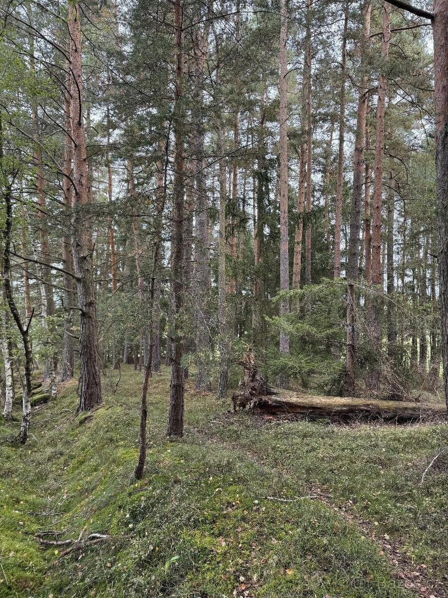 Pozemky pro bydlení, Trhové Sviny, 374 01