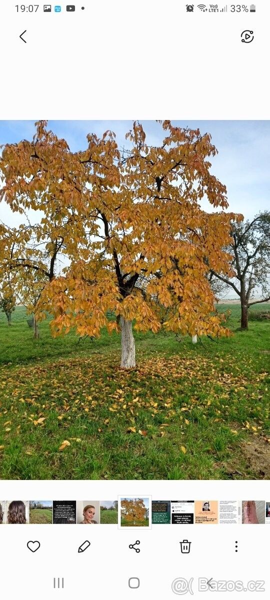 Zahrady, Beňov, 750 02