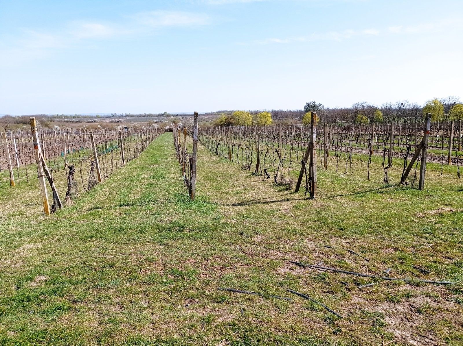 Ostatní, Valtice, 2 m²