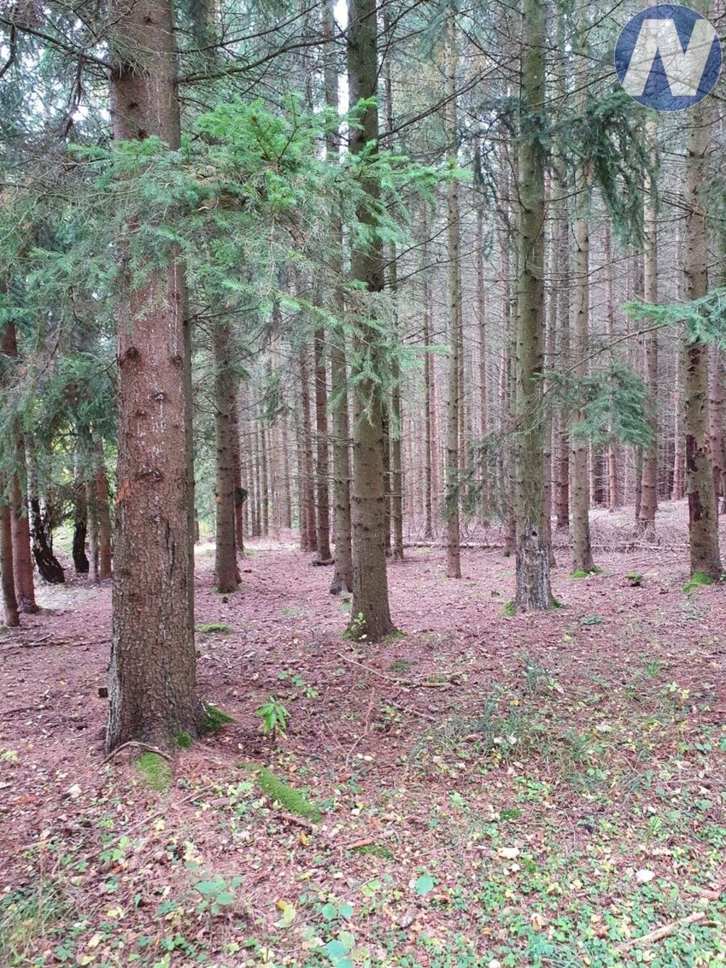 Prodej les - Bušanovice, 17 m²