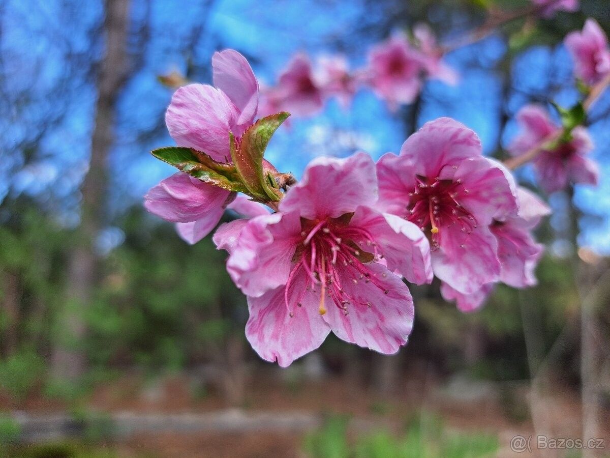 Zahrady, Veselí nad Moravou, 698 01