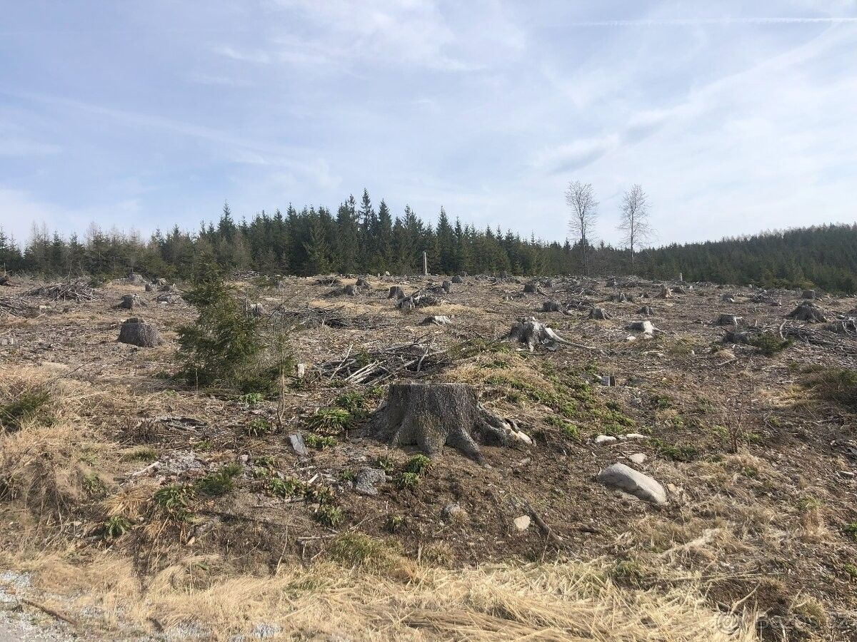 Prodej les - Luka nad Jihlavou, 588 22, 29 000 m²