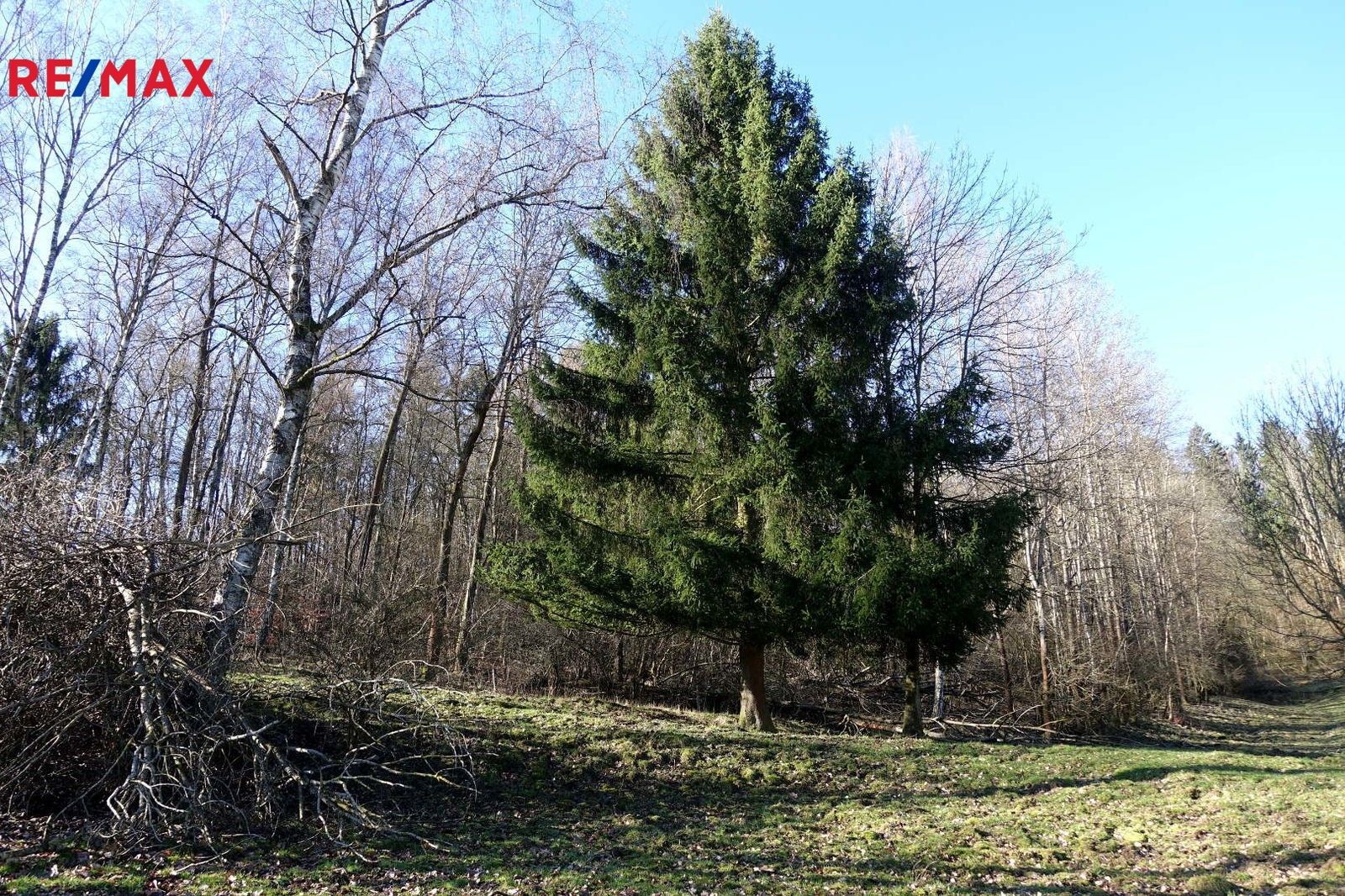 Lesy, Česká Kamenice, 9 560 m²