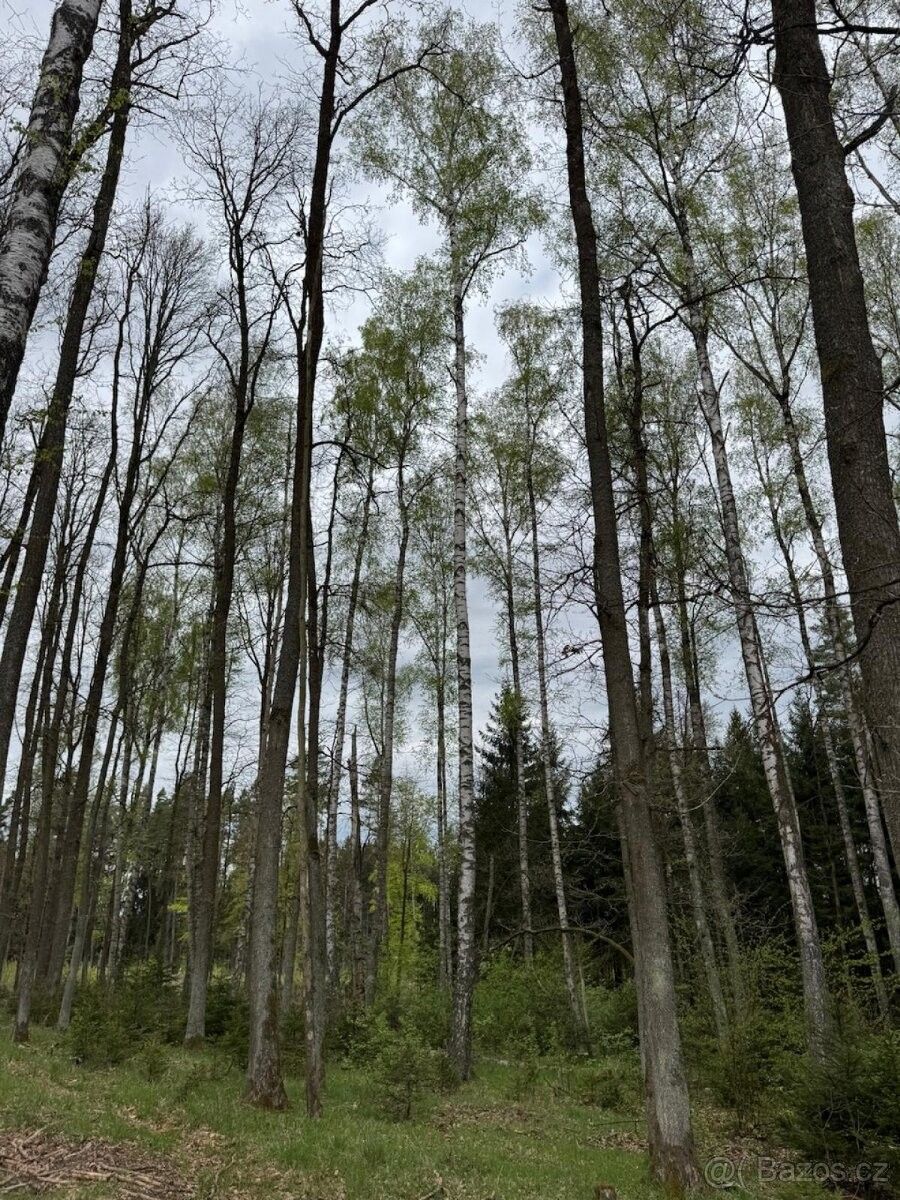 Pozemky pro bydlení, Nová Včelnice, 378 42