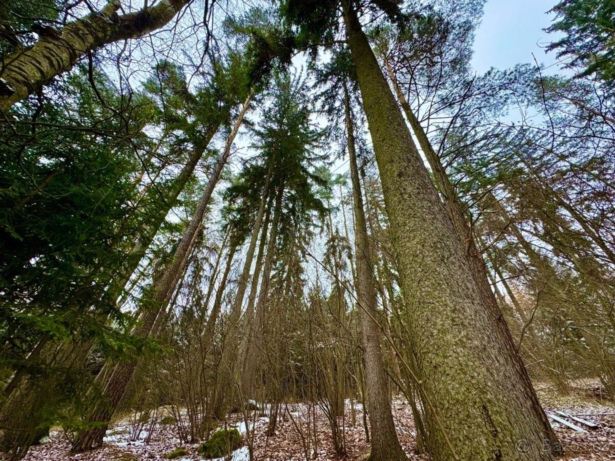 Louky, Borová u Poličky, 569 82, 4 103 m²