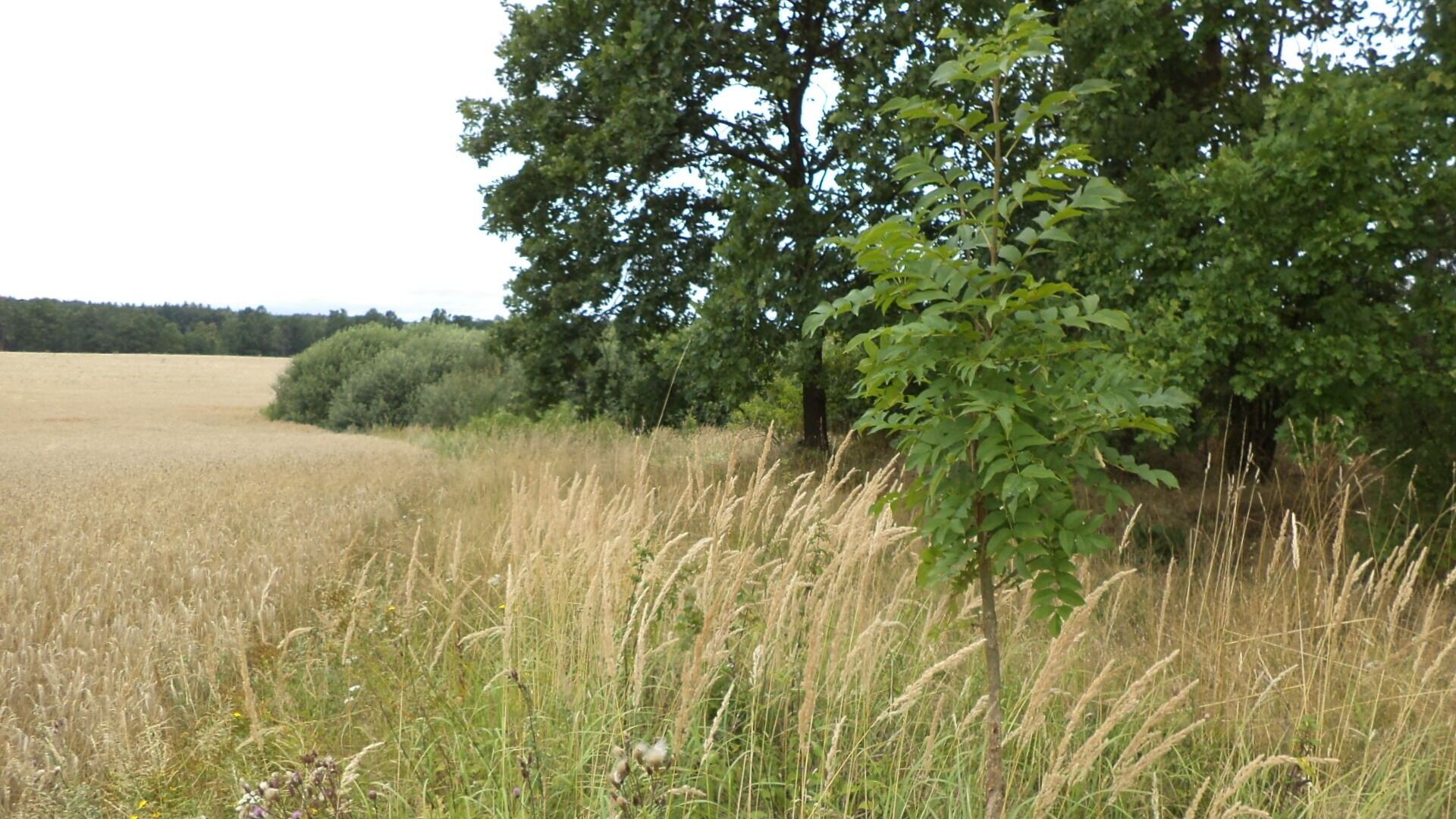 Zemědělské pozemky, Lásenice, 14 834 m²