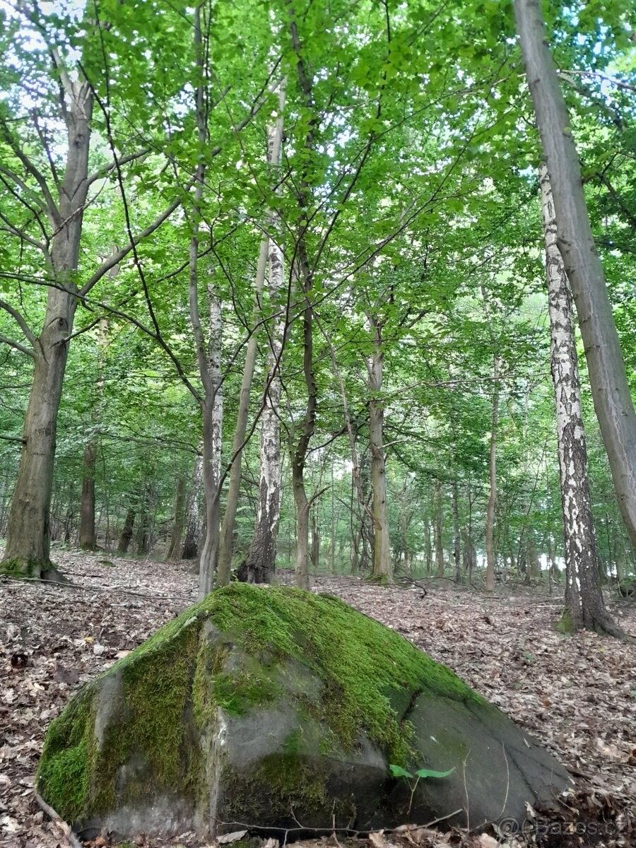 Lesy, Děčín, 405 02
