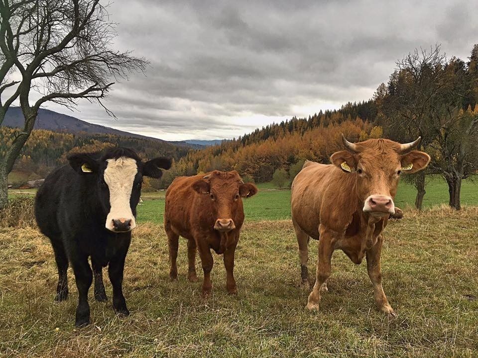 Pozemky pro bydlení, Rožnov pod Radhoštěm, 756 61
