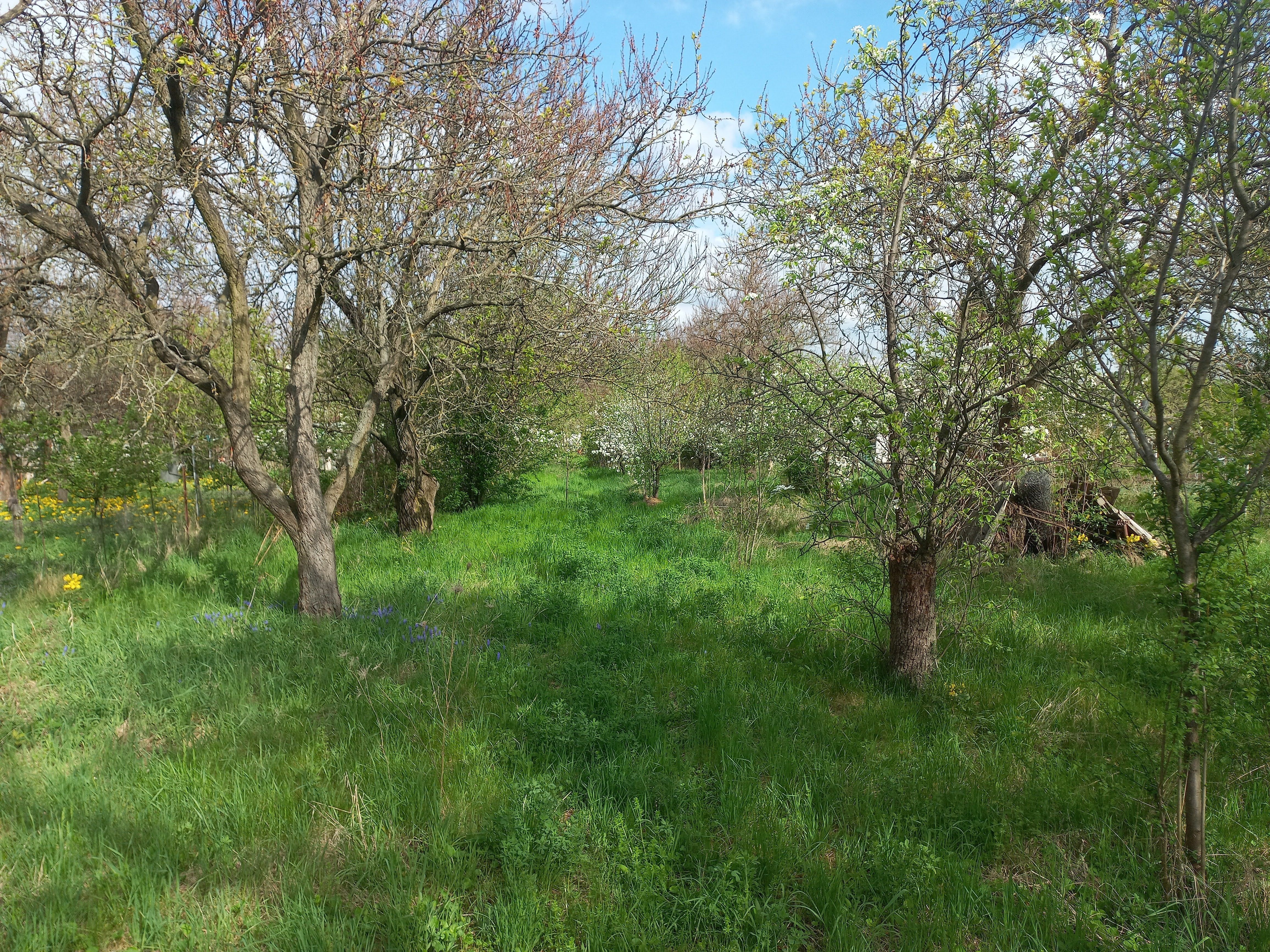 Zahrady, Novomoravanská, Brno, 2 000 m²