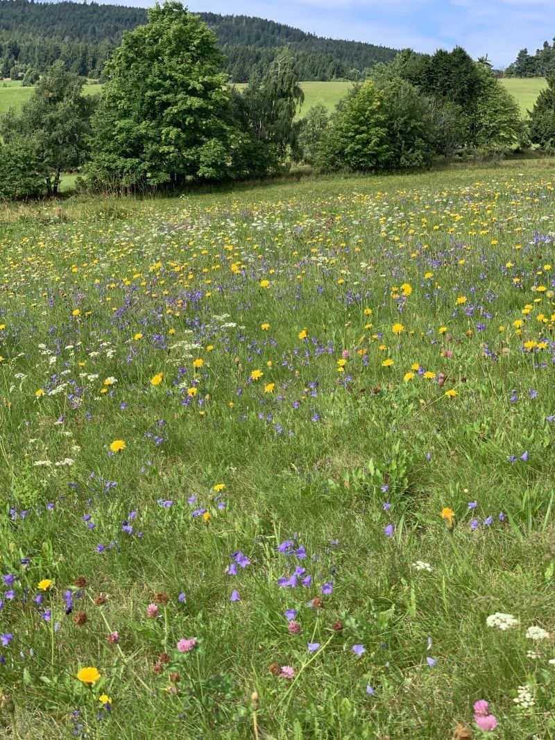 Prodej pozemek pro bydlení - Stachy, 384 73