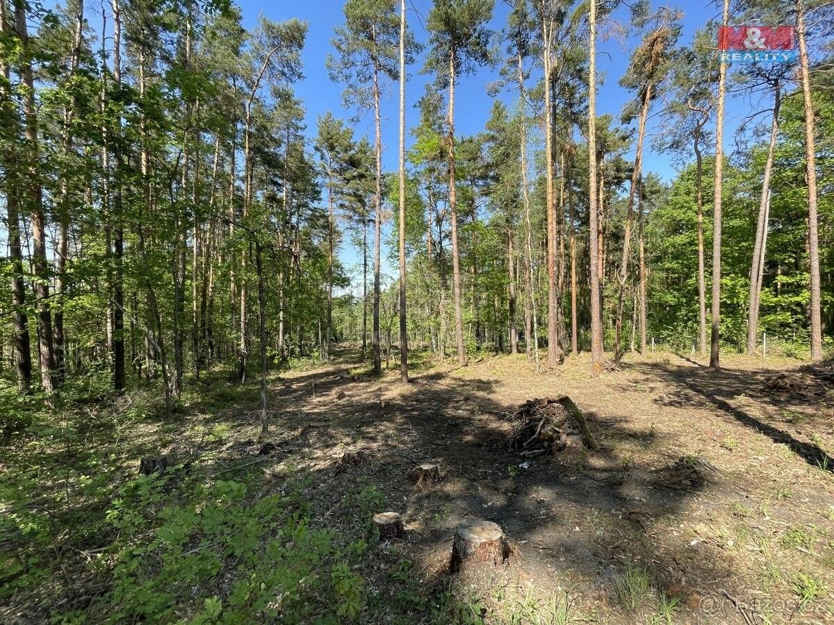 Prodej les - Boršov nad Vltavou, 373 82, 23 035 m²