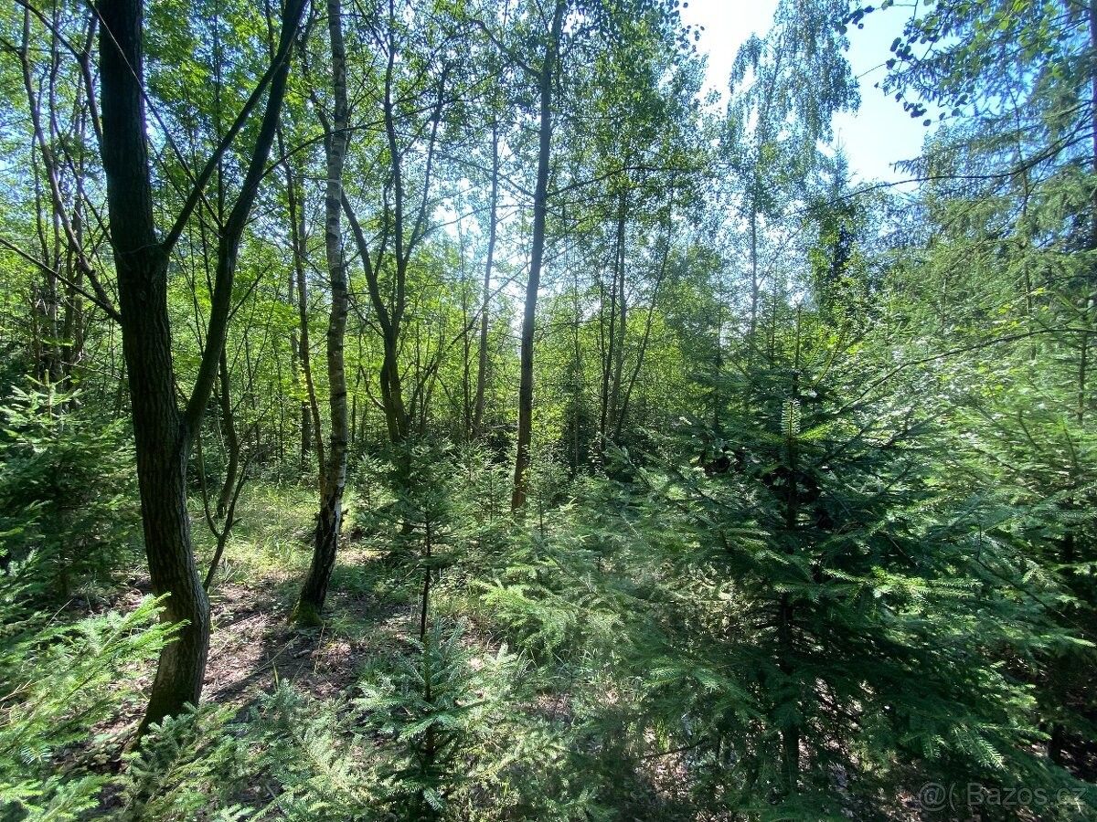 Prodej les - Jevíčko, 569 43, 6 938 m²