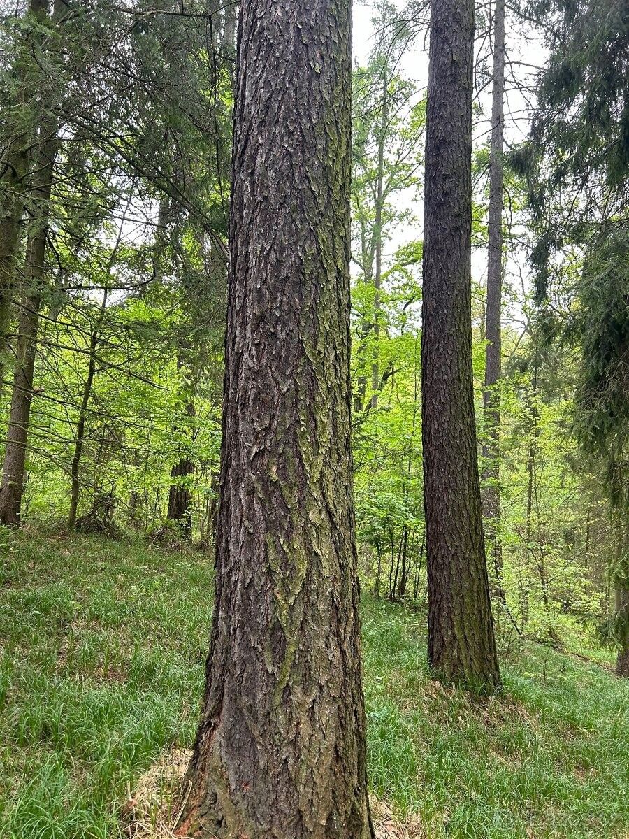 Lesy, Kozlovice, 739 47, 52 925 m²
