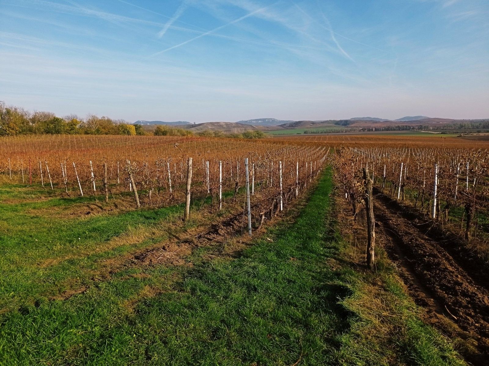 Ostatní, Novosedly, 43 m²