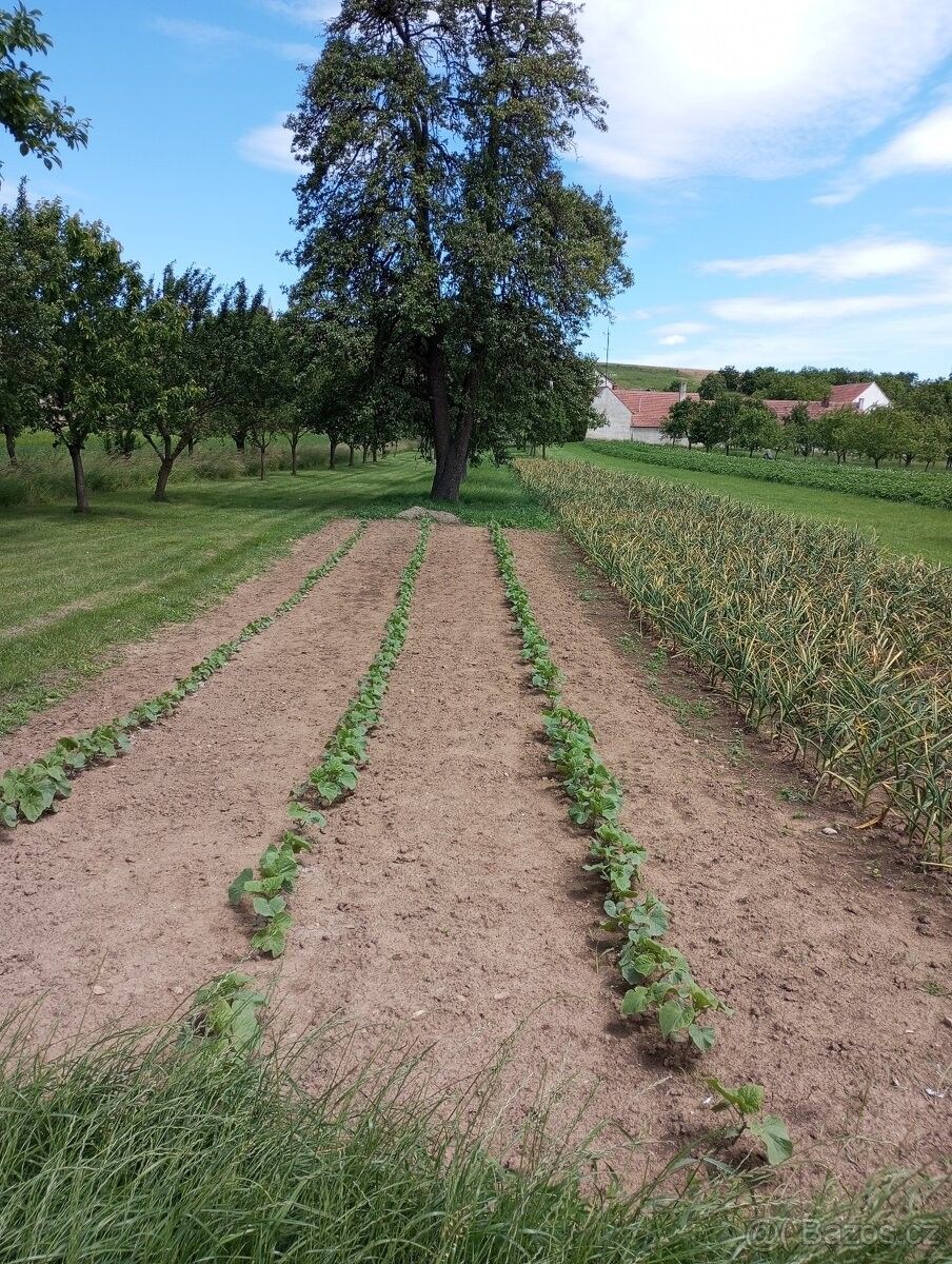 Prodej pozemek - Tulešice, 671 73, 290 m²