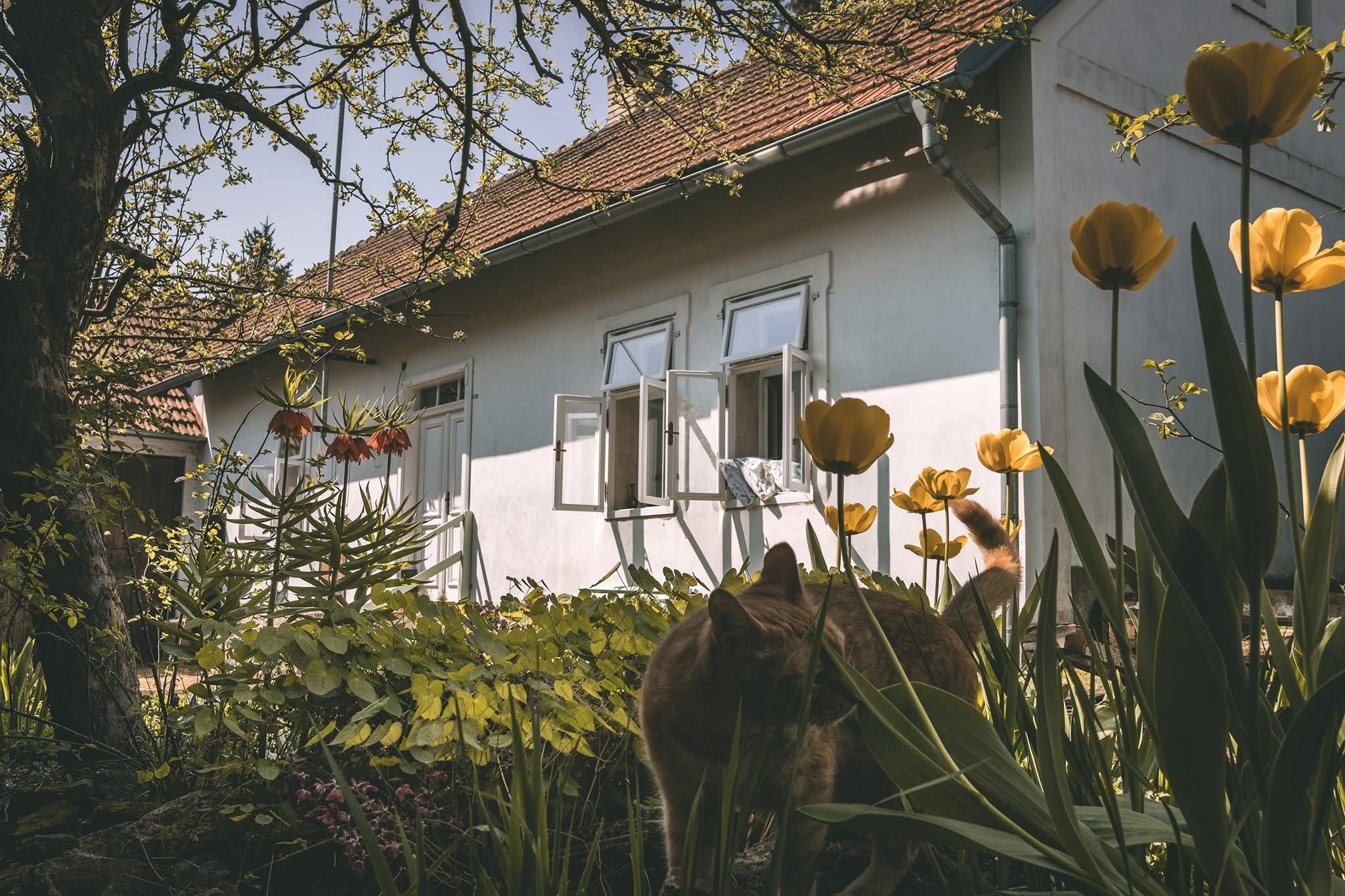 Rodinné domy, Masarykova třída, Nová Ves pod Pleší, 162 m²