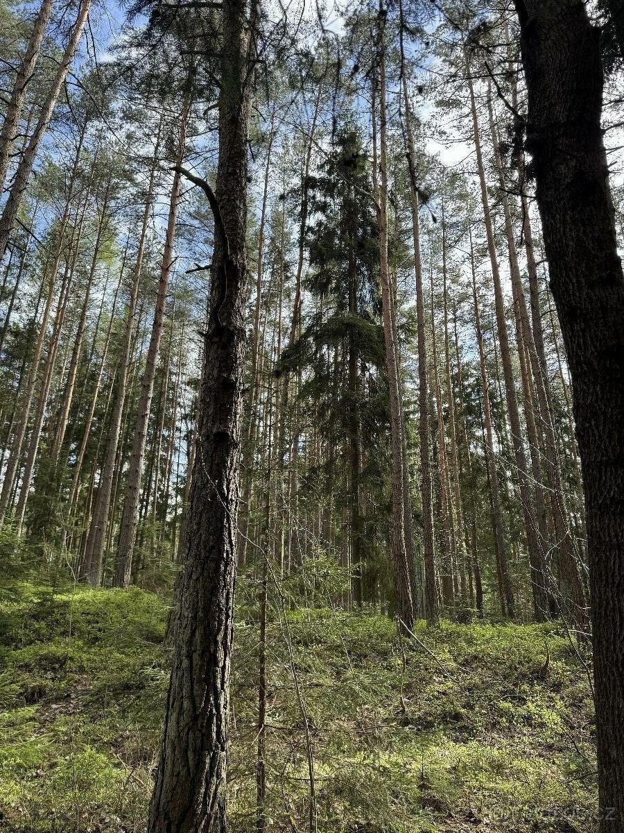 Prodej les - Rožmitál pod Třemšínem, 262 42, 4 046 m²