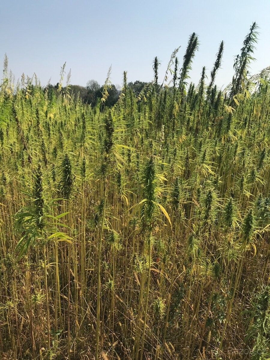 Pozemky pro bydlení, Vysoká u Mělníka, 277 24