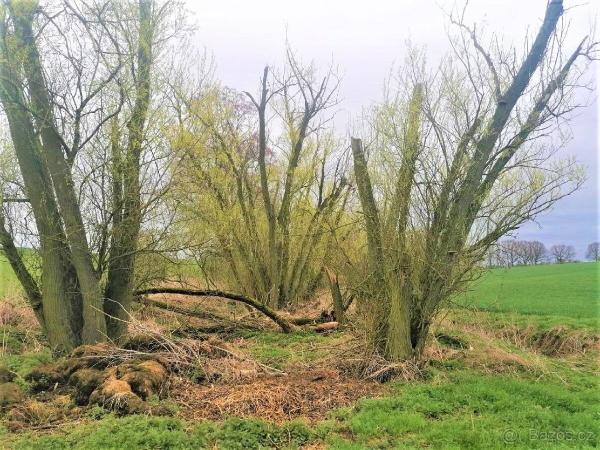 Zemědělské pozemky, Skalsko, 294 26, 1 990 m²