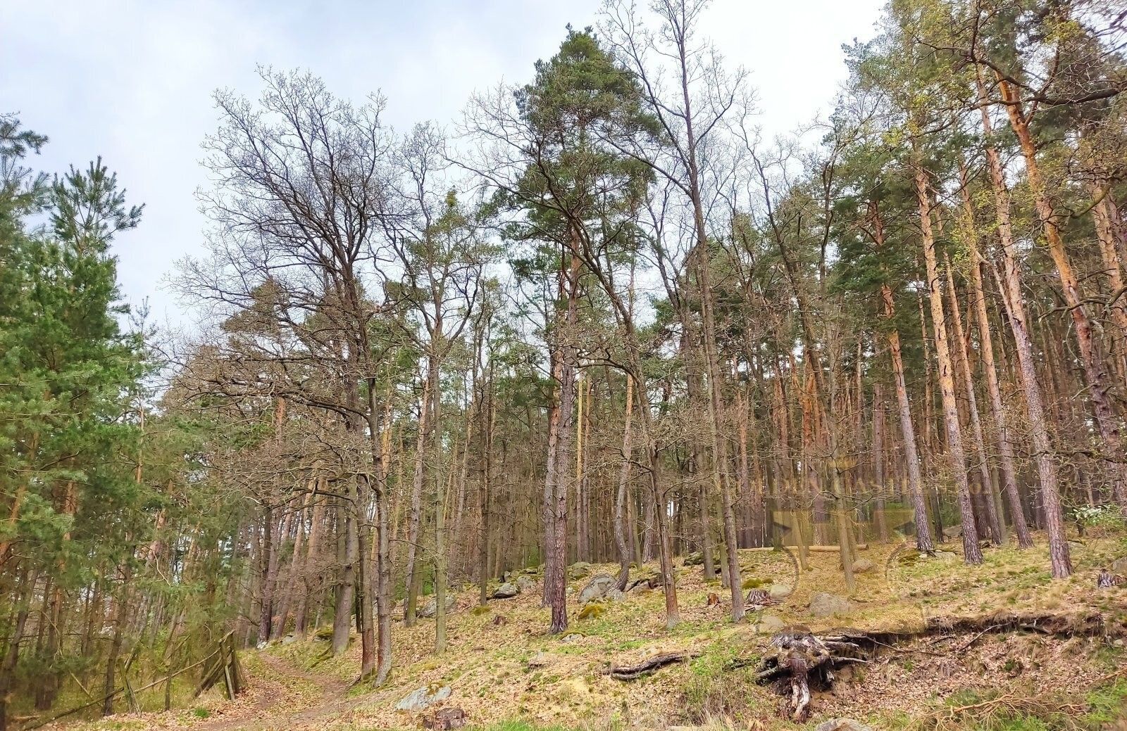 Lesy, Přibýška, Kosova Hora, 24 m²