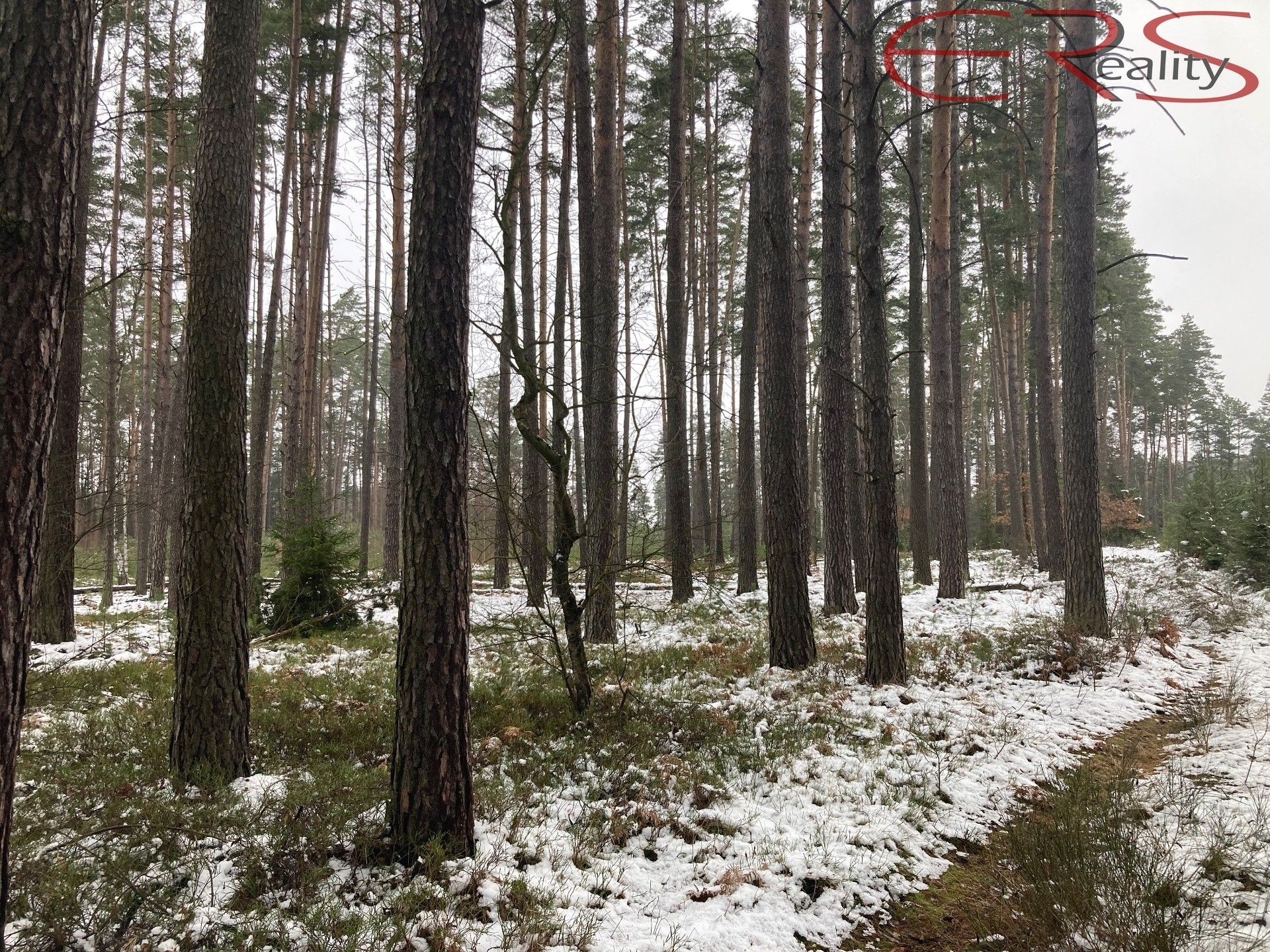 Prodej les - Plužná