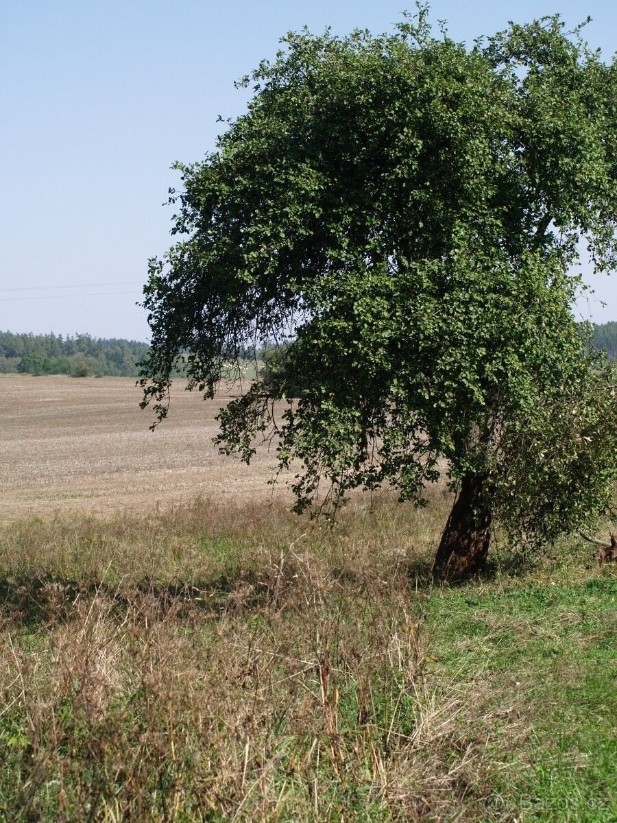 Prodej pozemek - Vítězná, 544 62, 760 m²