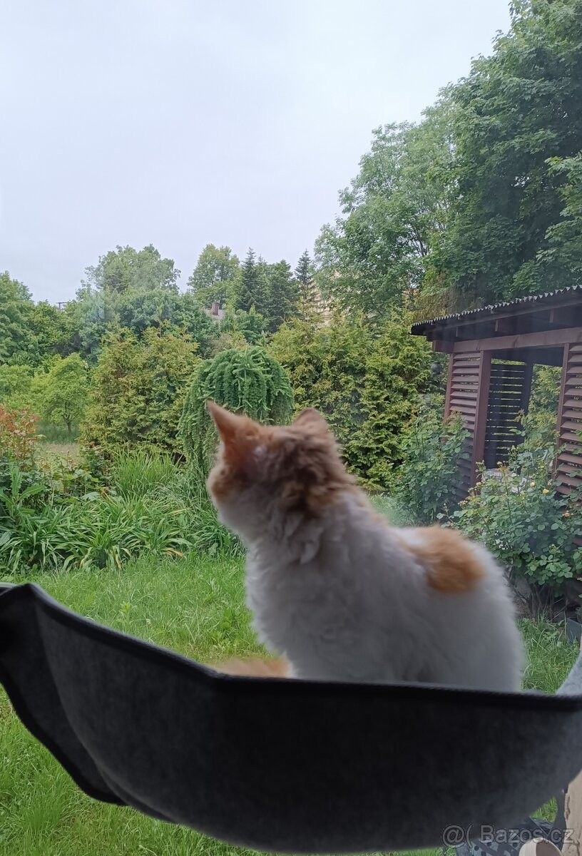 Rodinné domy, Bílovec, 743 01