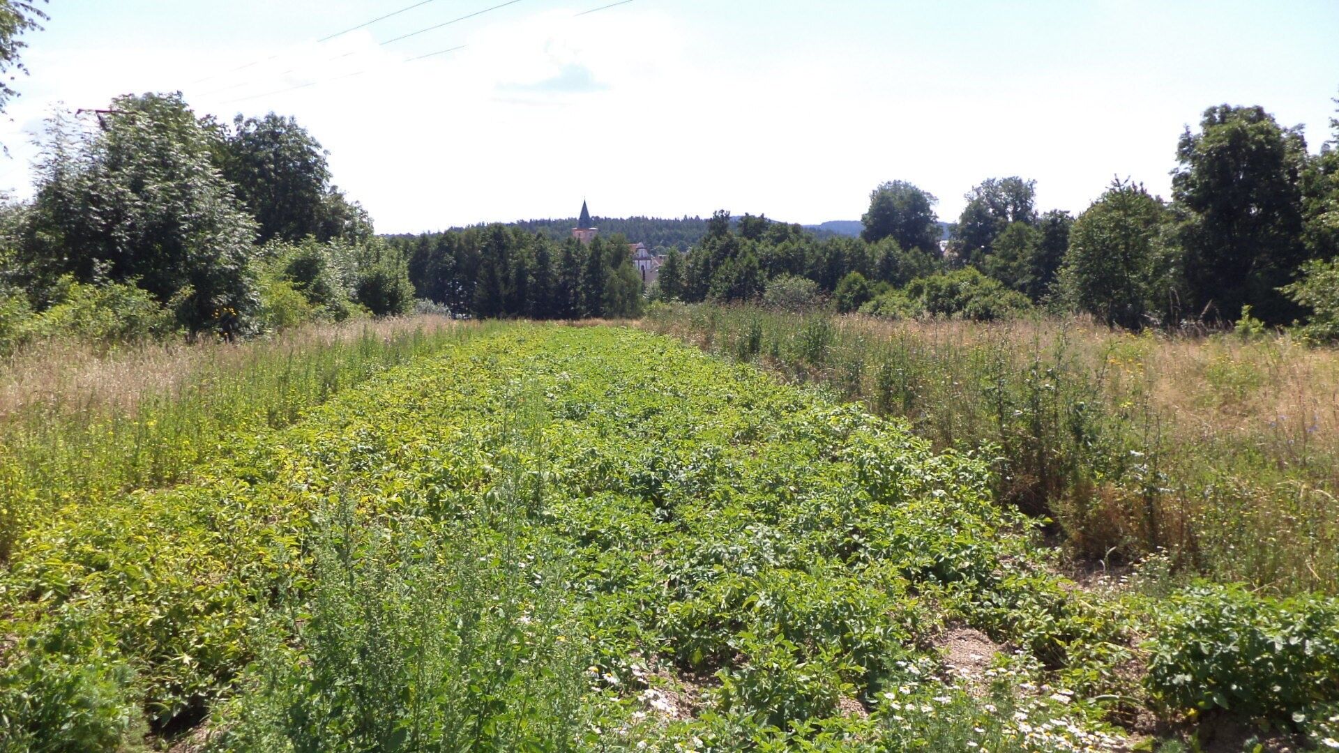 Prodej pozemek - Stráž, 15 m²