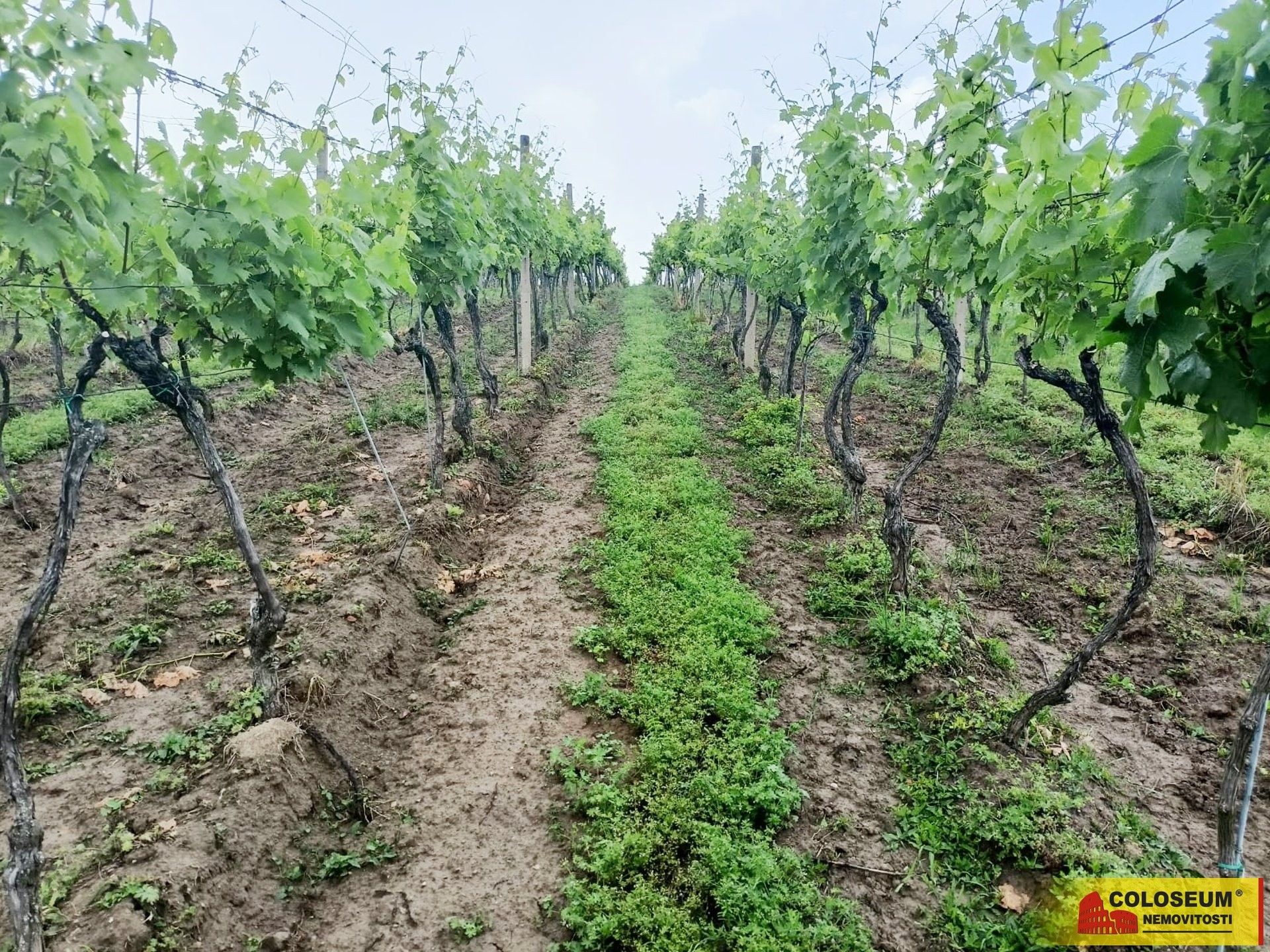 Prodej zemědělský pozemek - Němčičky