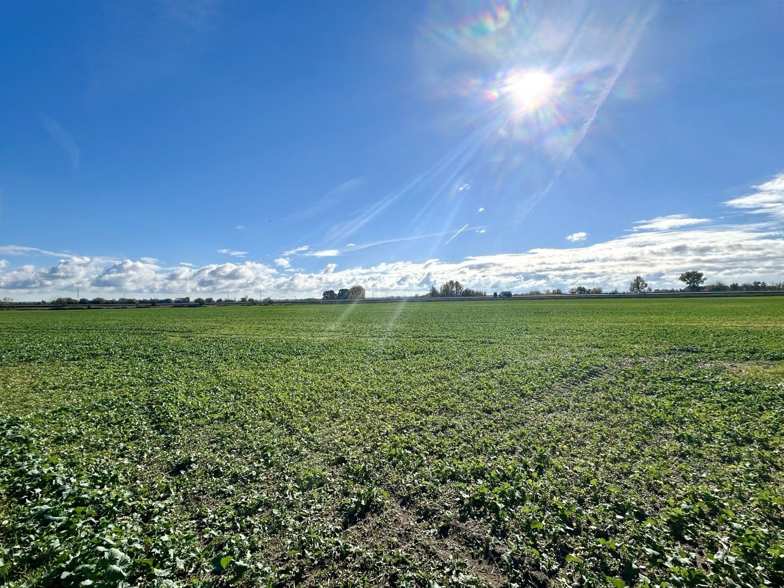 Pozemky pro bydlení, 28. října, Dašice, 14 166 m²