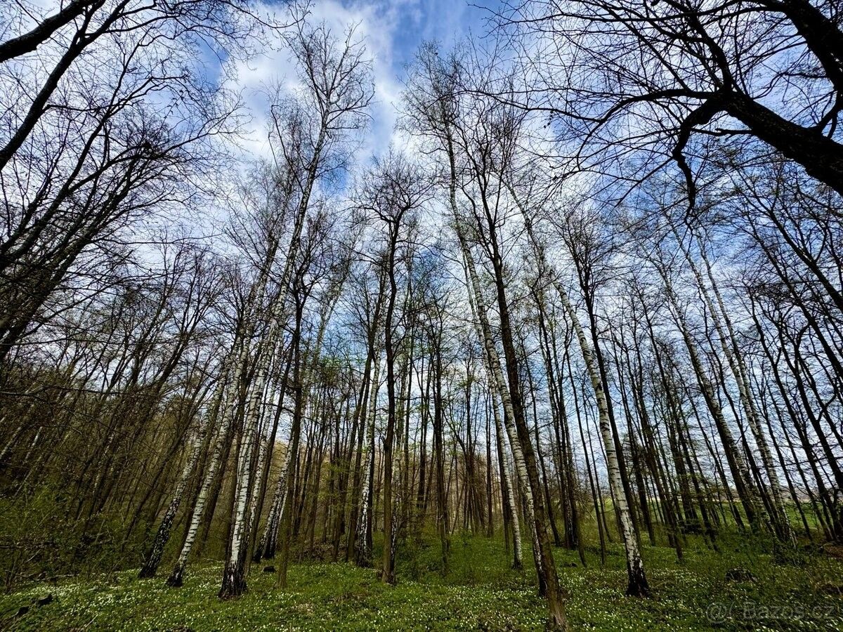 Pozemky pro bydlení, Všechovice, 753 53