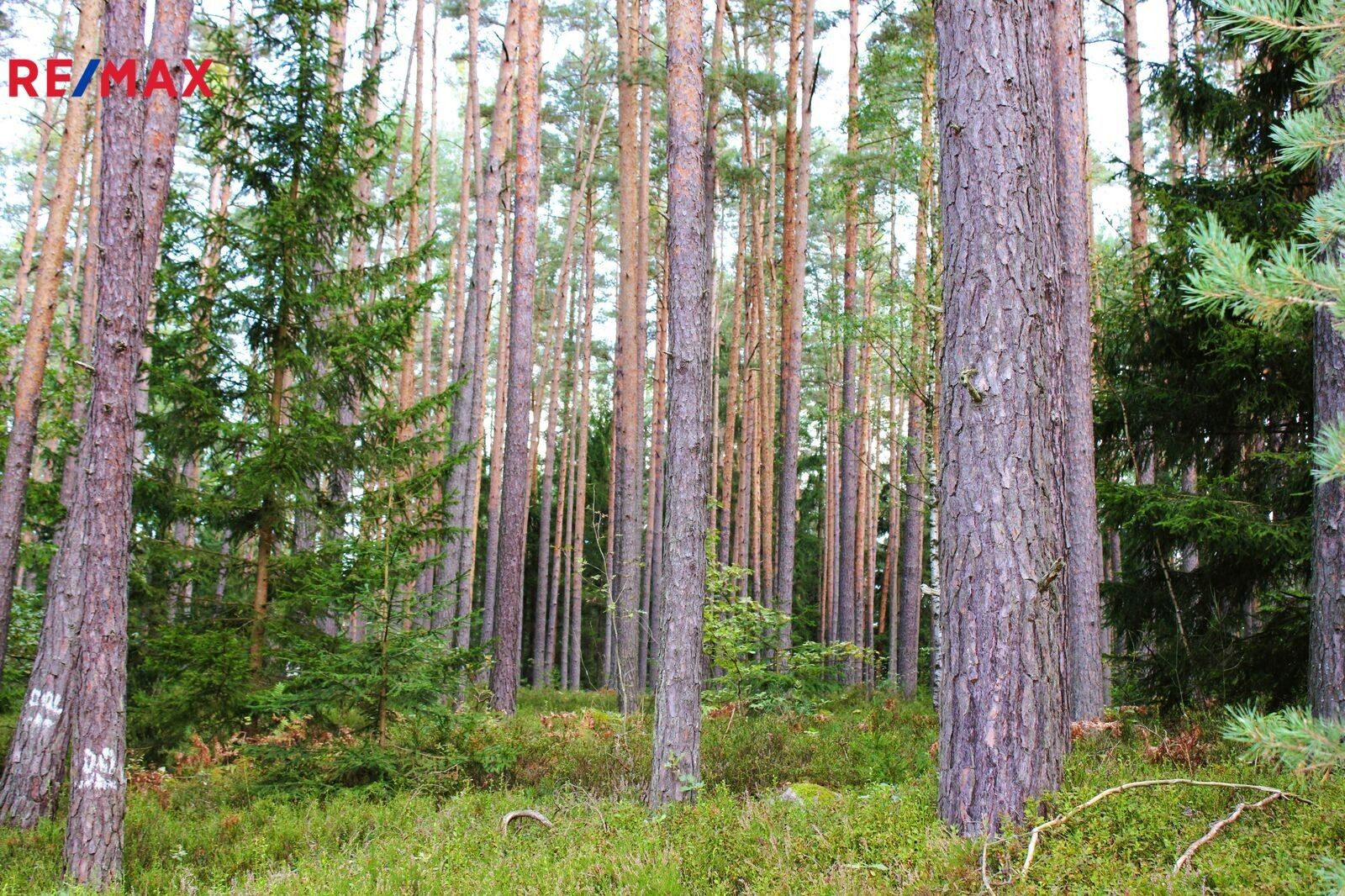 Lesy, Rapšach, 13 087 m²