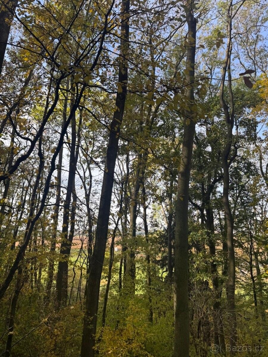 Pozemky pro bydlení, Mohelnice, 789 85