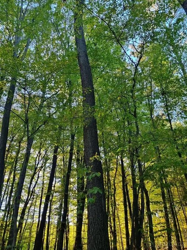 Prodej pozemek pro bydlení - Nivnice, 687 51