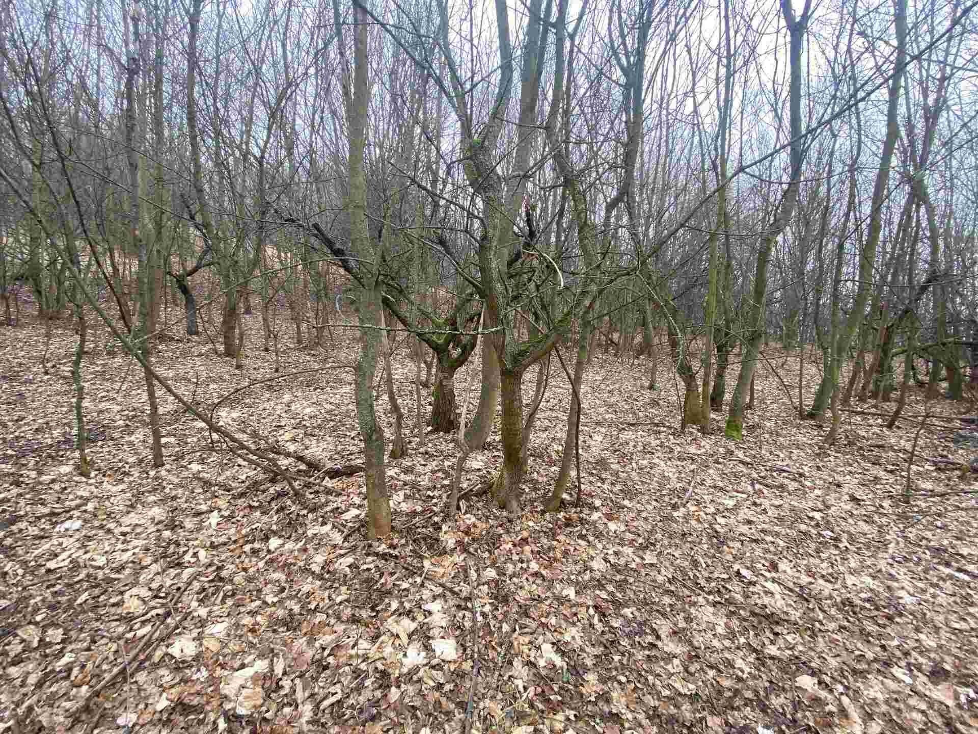 Prodej pozemek - Medvědice, Třebenice, 4 m²