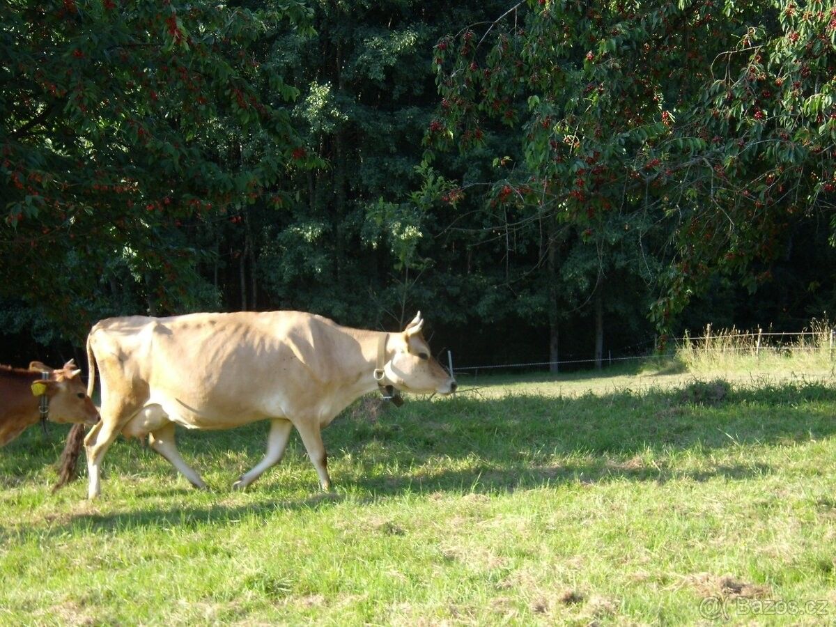 Pozemky pro bydlení, Tachov, 347 01