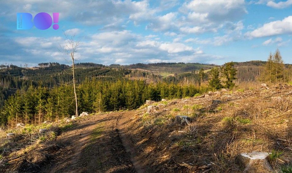 Lesy, Kostelec nad Orlicí, 517 41, 10 371 m²